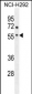 ADORA2A Antibody (Center)